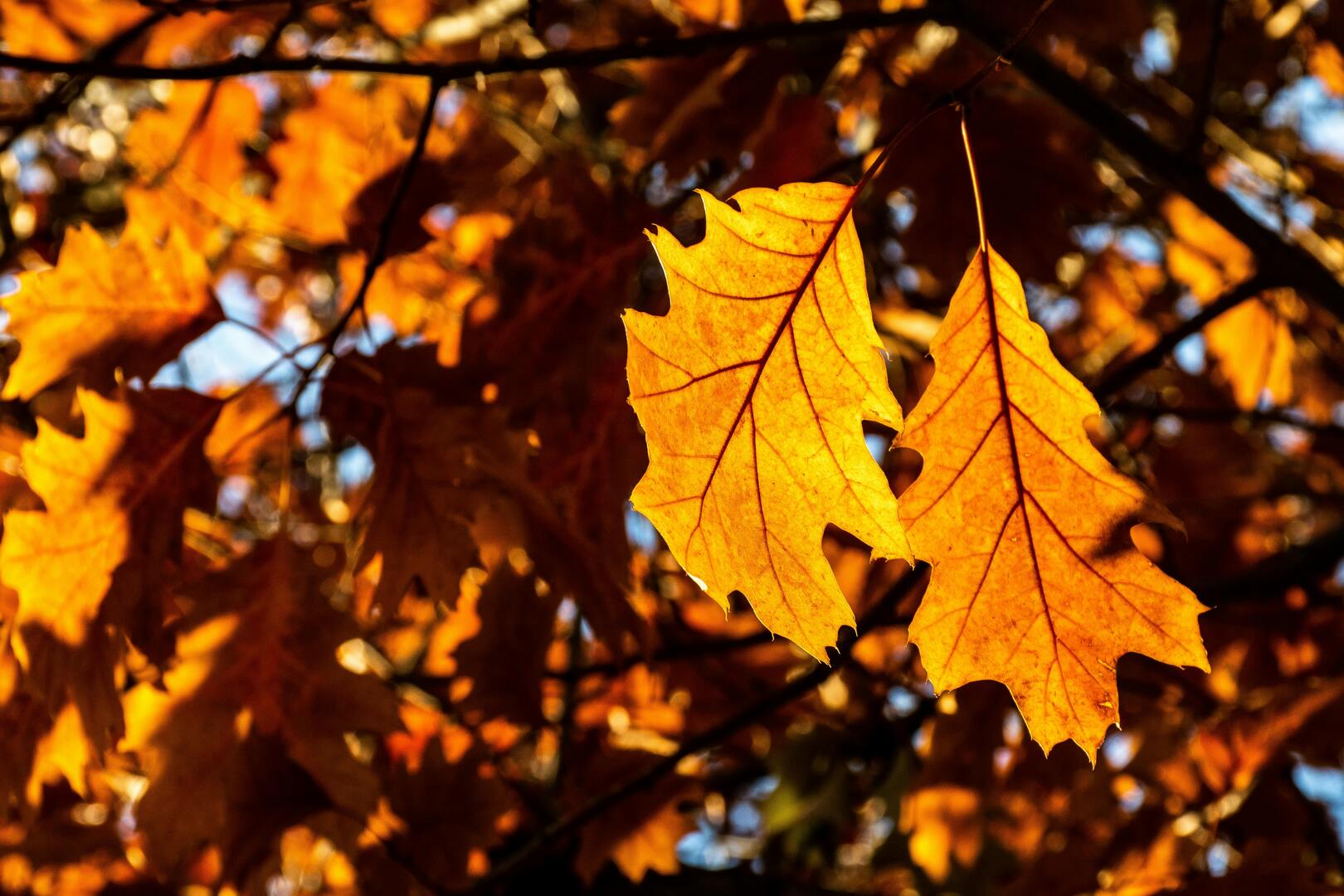 Beigem bladeren in herfstkleuren