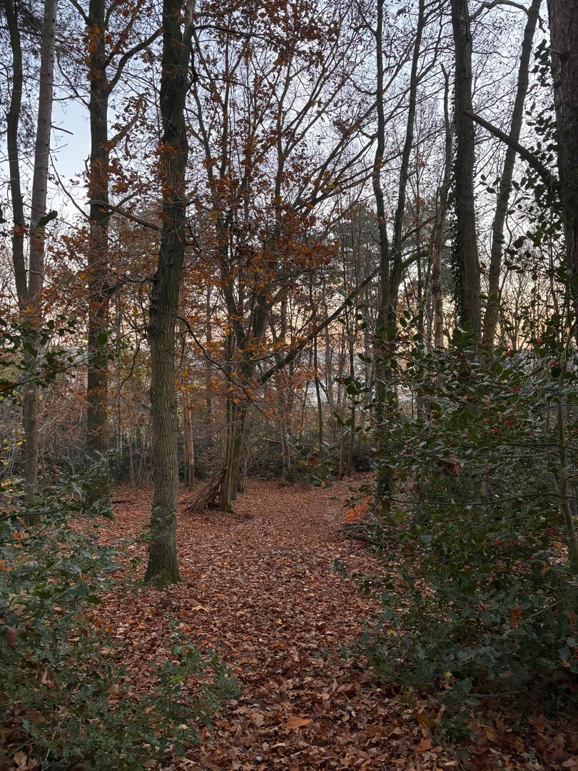 Beringen bos