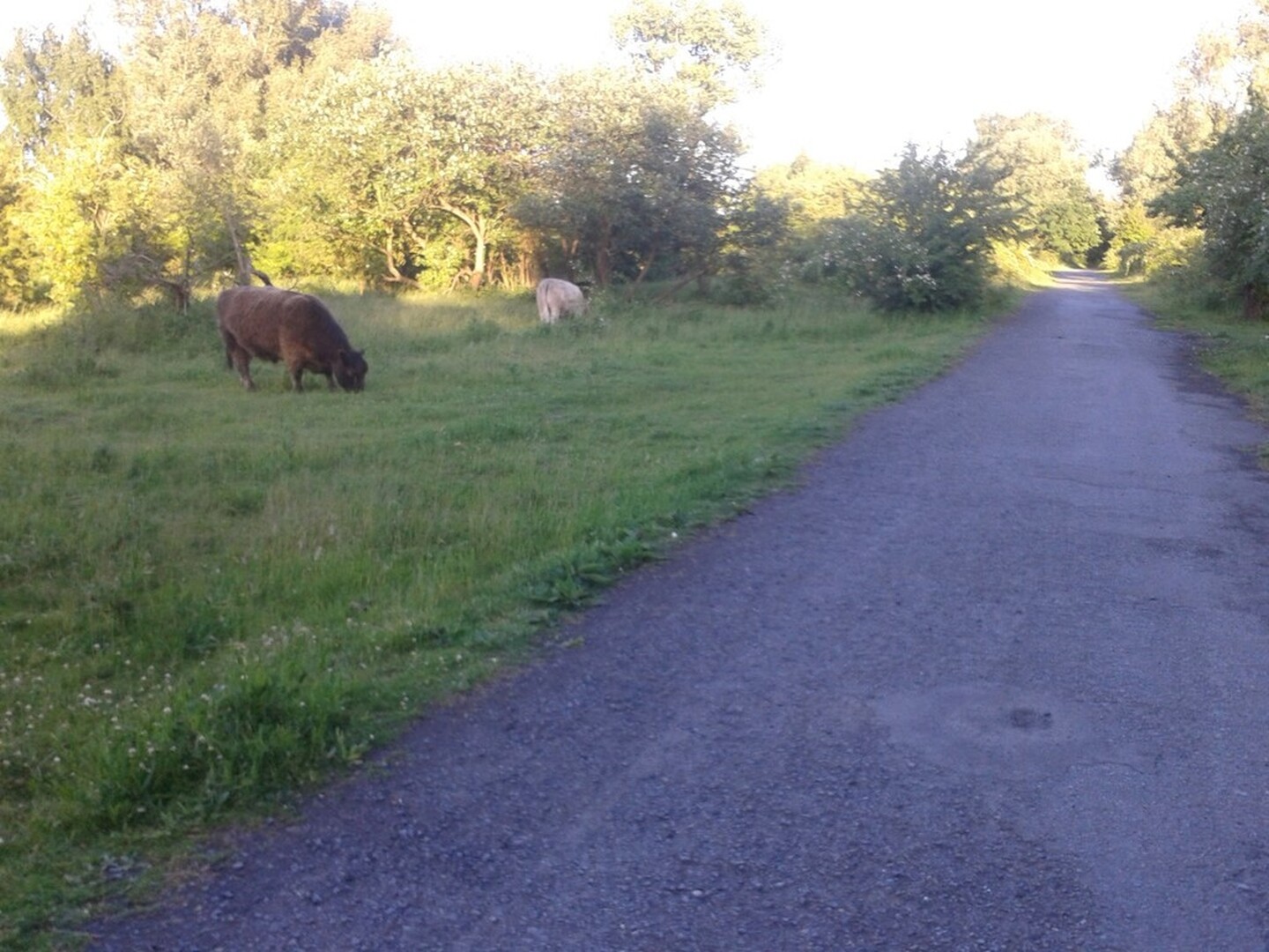 Ekeren begrazing Oude Landen