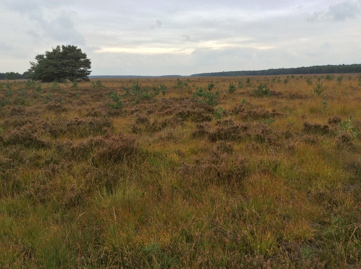 Uitgestrekte heidevlakte met vliegden, afgeboord met dennenbossen te Eksel