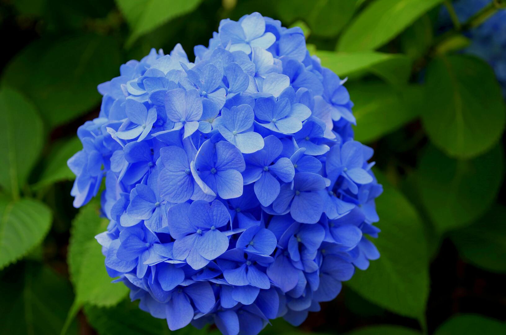Eppegem blauwe hortensia