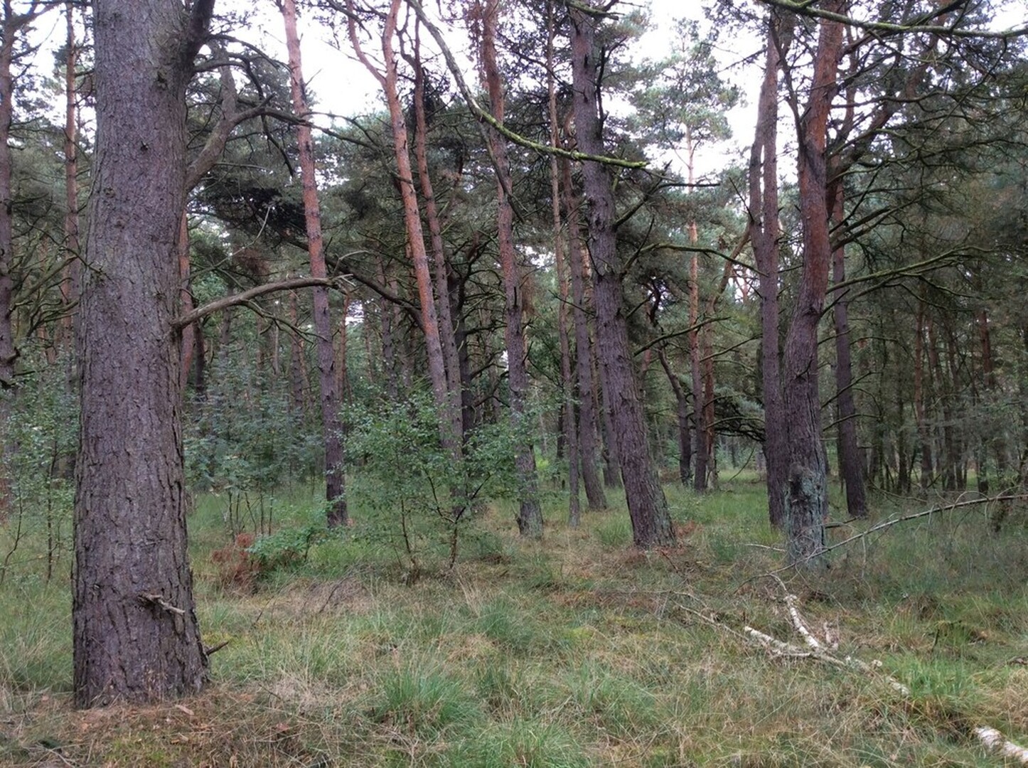 Grove dennenbos te Hechtel