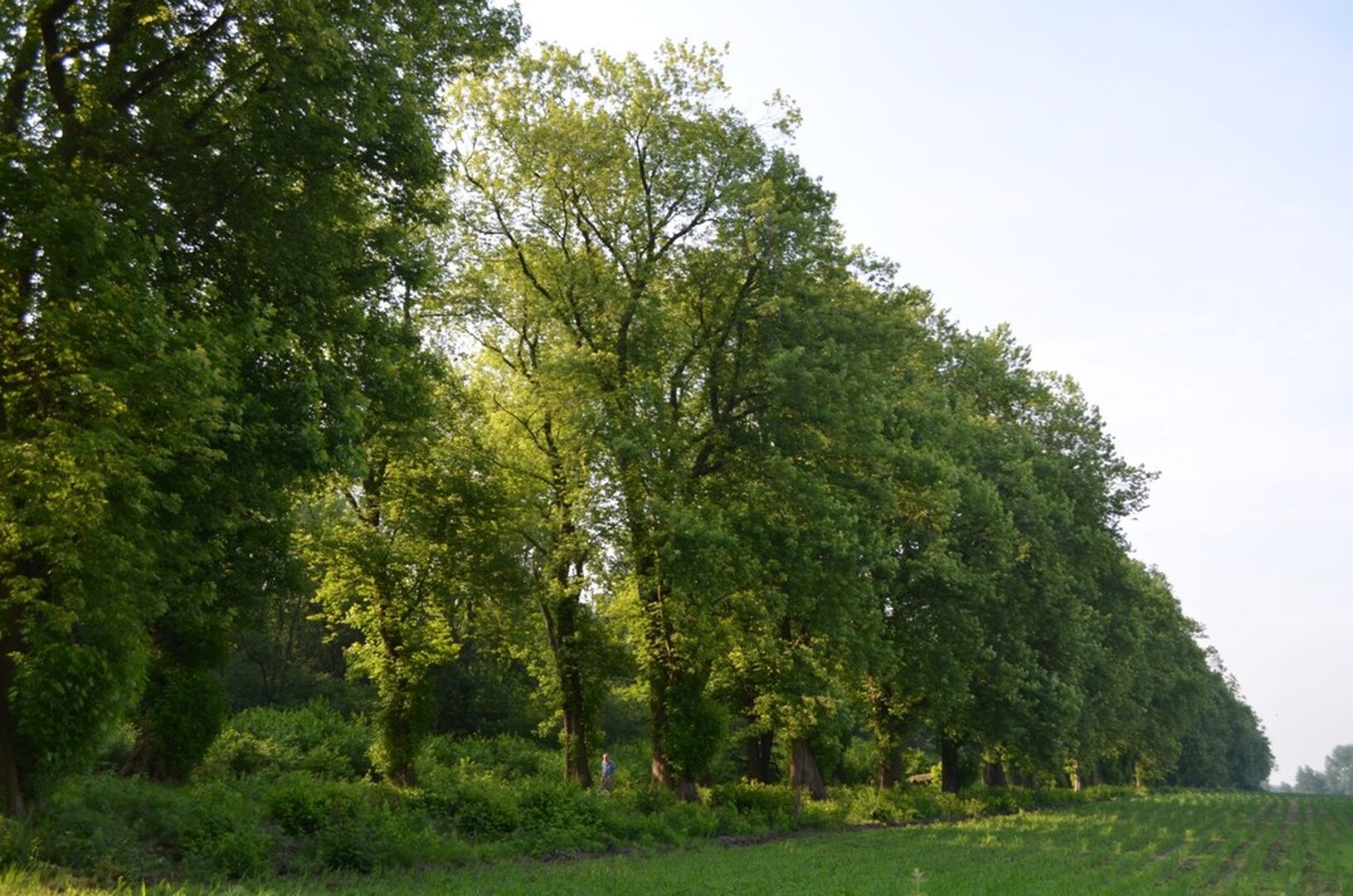 Kessel Dreef van Kasteel de Biest
