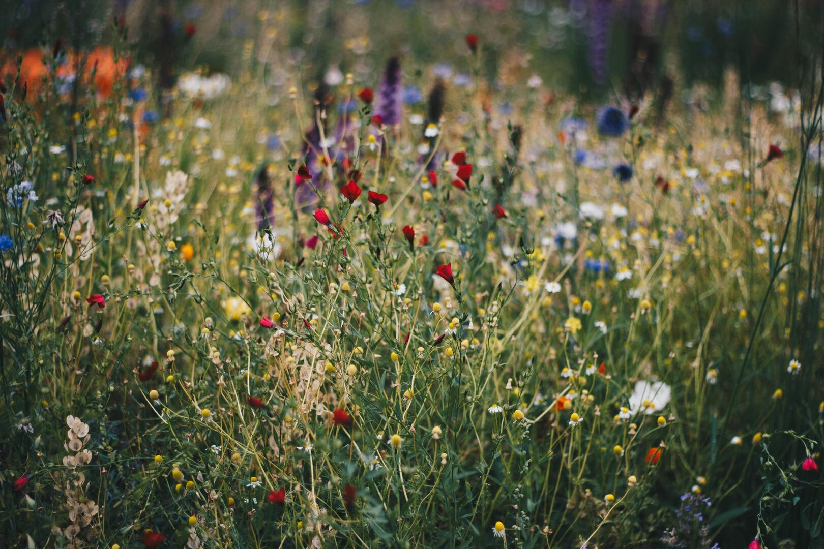 Koersel wilde bloemen