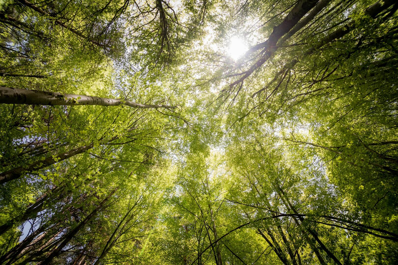 Koningshooikt Bomen