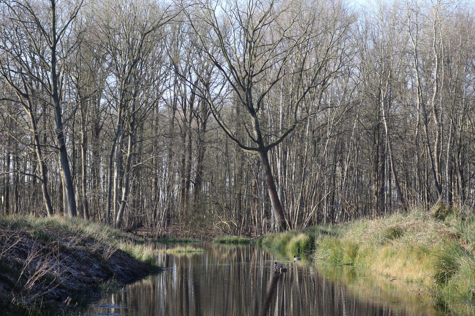 Londerzeel bos met water