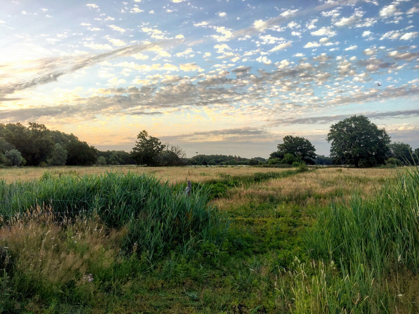 Mechelen landschap