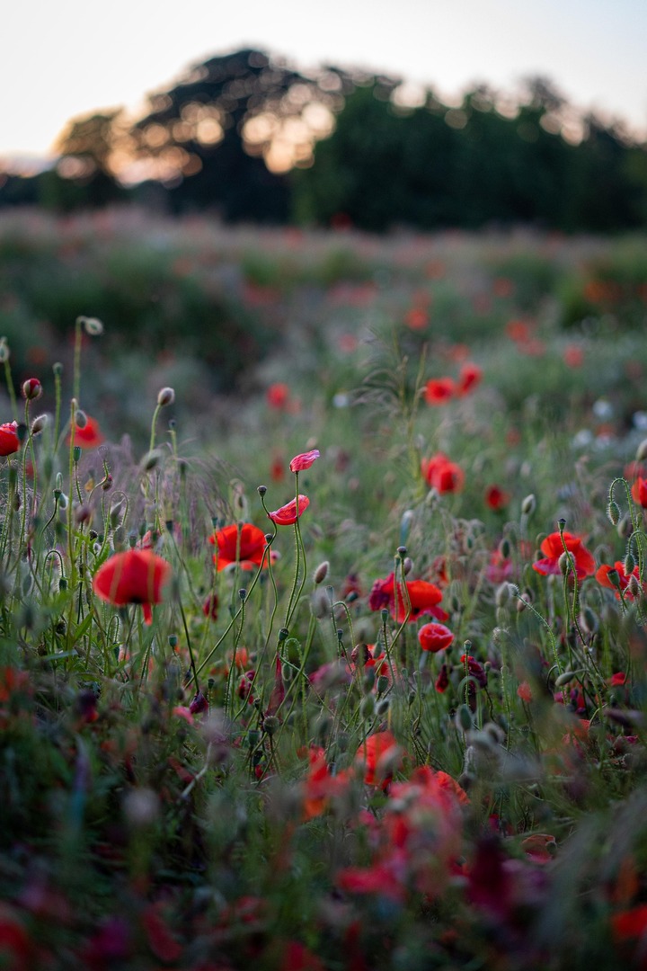 Oostham klaprozen bloemenveld