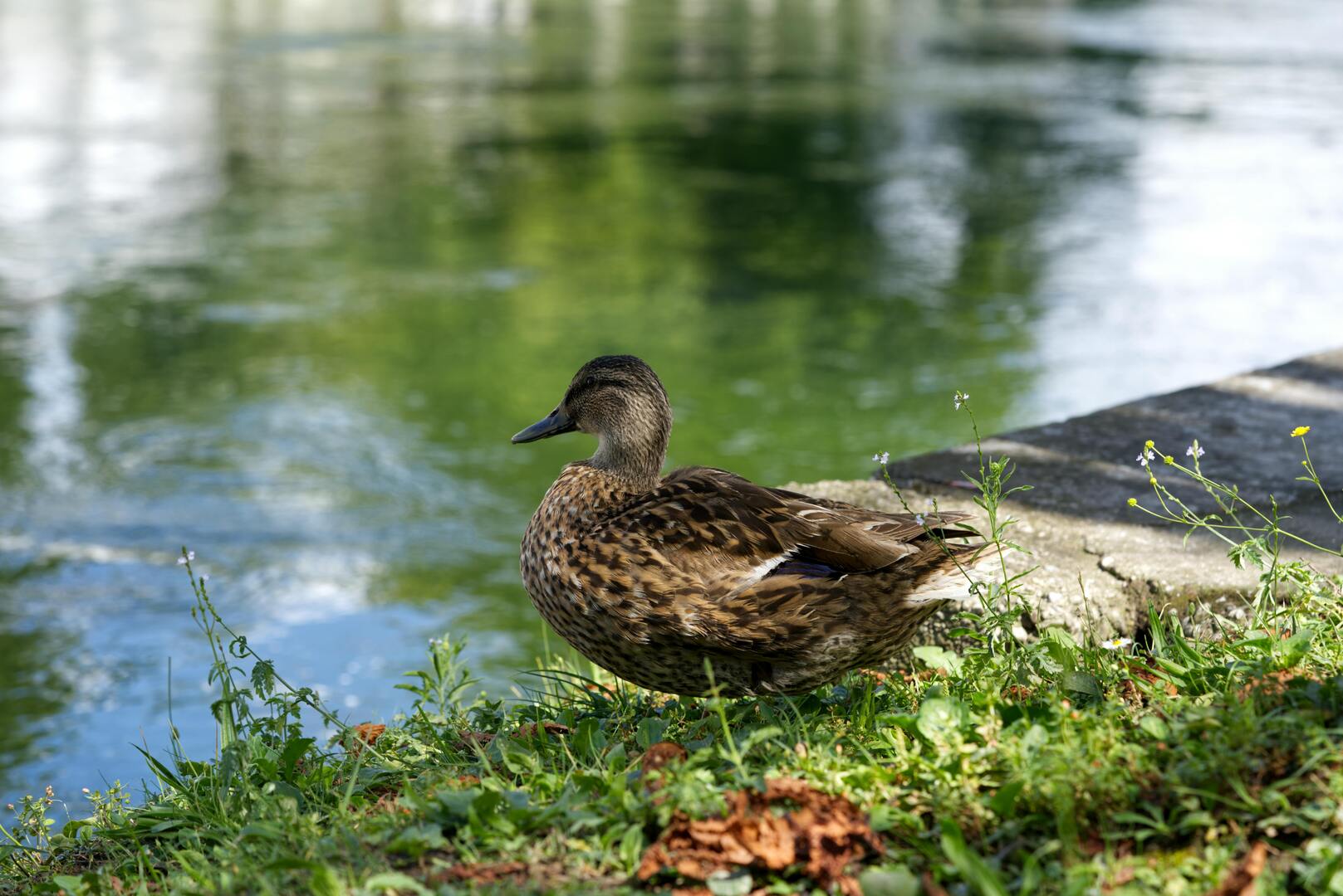 Paal eind bij water