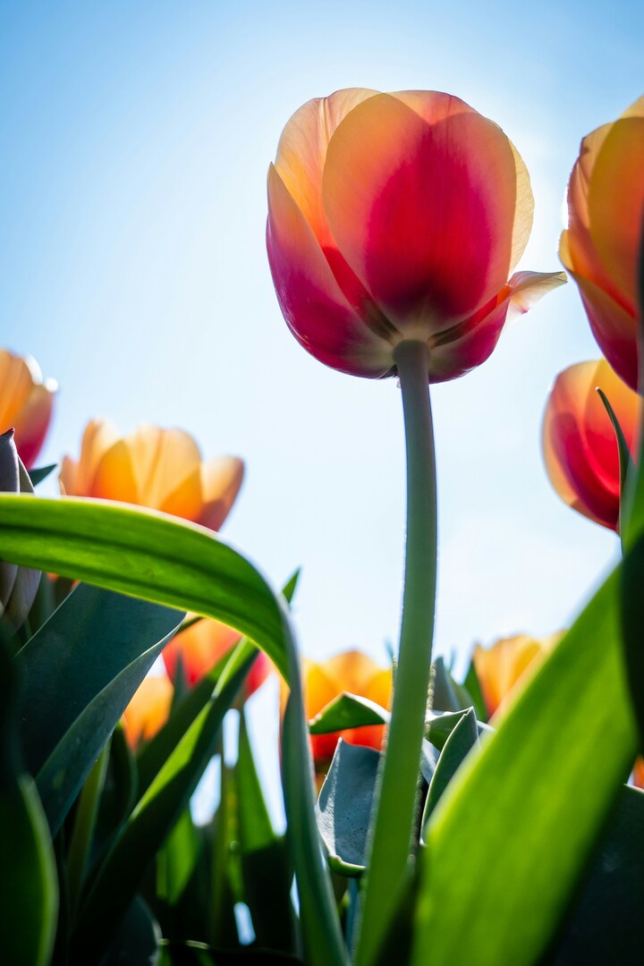 Sint-Gillis-Waas close-up tulpen
