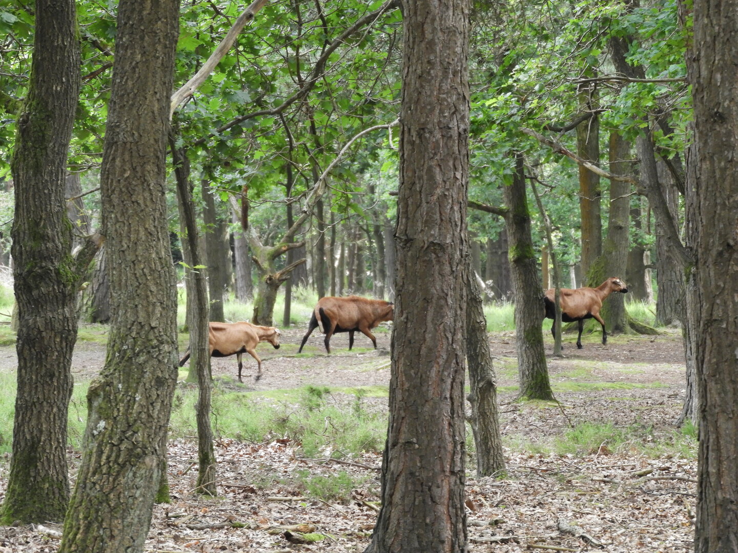 Tremelo Bolloheide