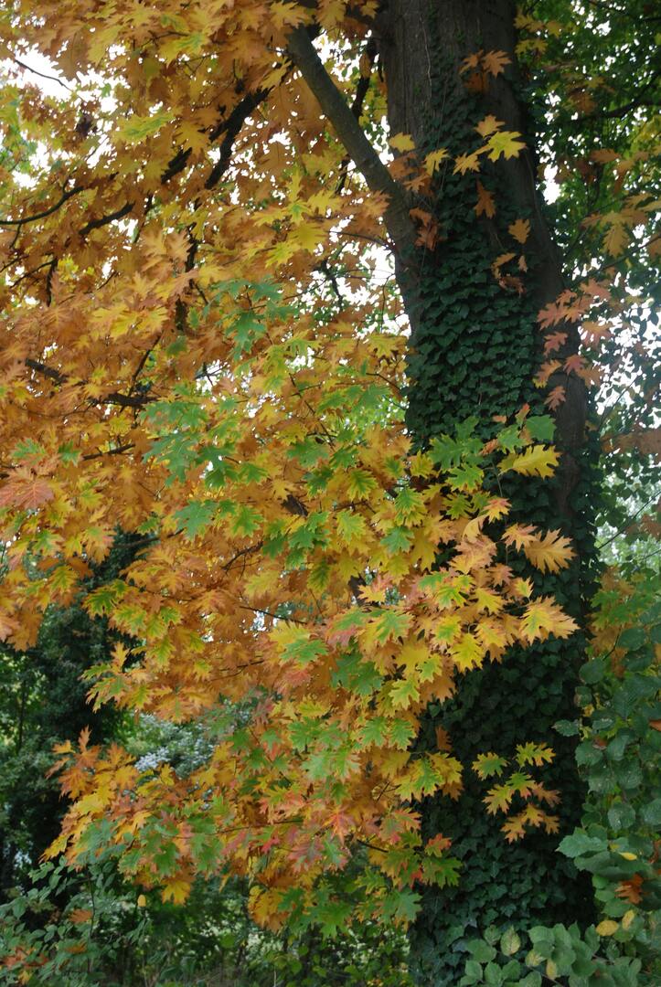 Veerle boom met herfstkleuren