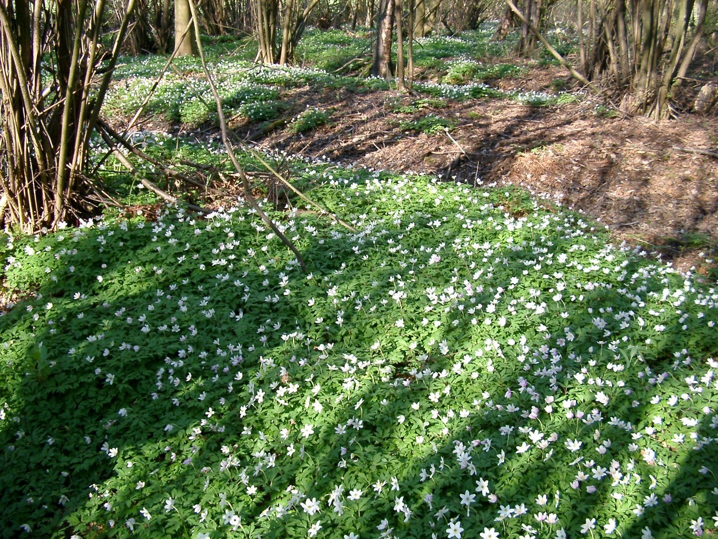Vosselaar Grotenhout Voorjaarsbloeiers