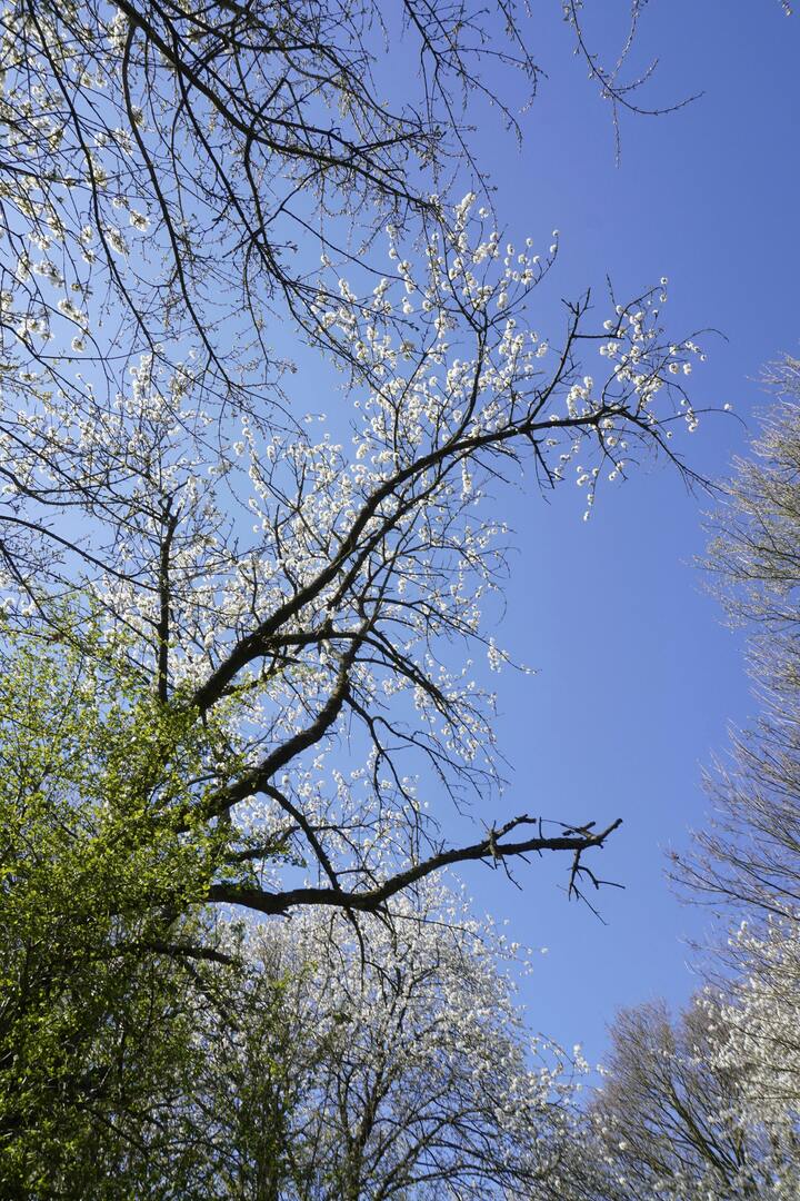 Vremde bomen