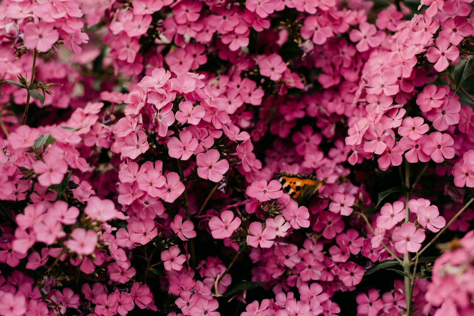 Zele roze bloemen